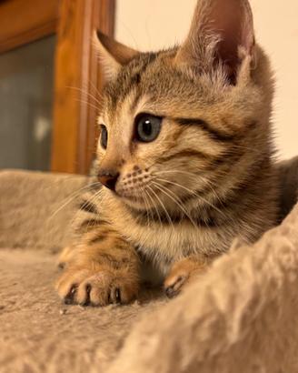 Cuccioli disponibili