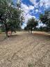 terreno-agricolo-barile-cod-rif-3283279vcg-