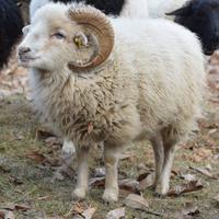 Gruppo di pecore d'Ouessant