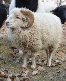 Gruppo di pecore d'Ouessant