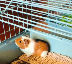 POP - cavia peruviana