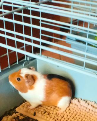 POP - cavia peruviana