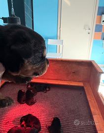 Cuccioli Rottweiler