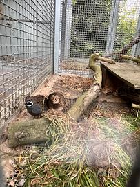 Quaglie cinesi