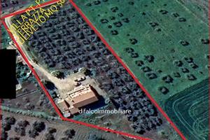 Villa mq 150 con terrazza mq 100 e uliveto mq 5000