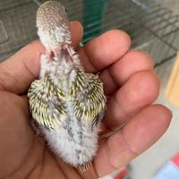 Pulli di cocorita clearbody