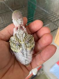 Pulli di cocorita clearbody