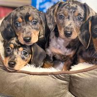 Cuccioli di bassotti Arlecchino