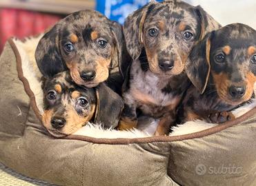 Cuccioli di bassotti Arlecchino