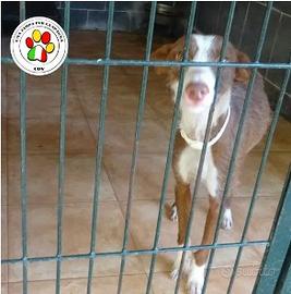 Maschio podenco - 1 anno circa