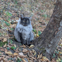 Maine coon black smoke