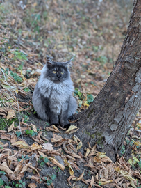 Maine coon black smoke