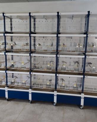 batteria italgabbia 20 gabbie da 60 nuova 