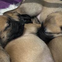 Cuccioli pastore belga malinois