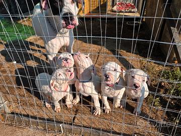 Dogo argentino