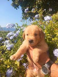 Cuccioli di Golden Retriever