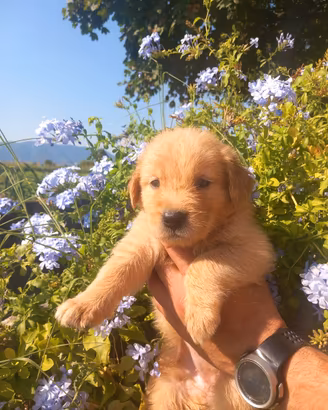 Cuccioli di Golden Retriever