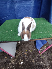 Coniglio nano