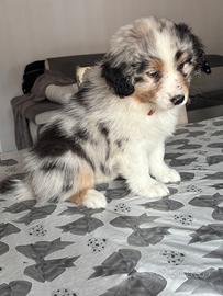 Pastore australiano blue merle