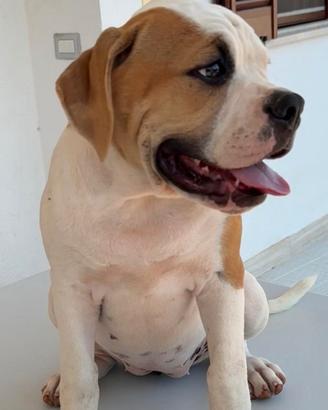 American bulldog