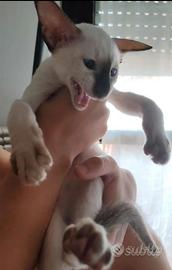 Siamese purissima razza