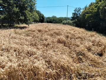 PAGLIA DI GRANO