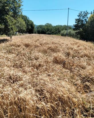 PAGLIA DI GRANO