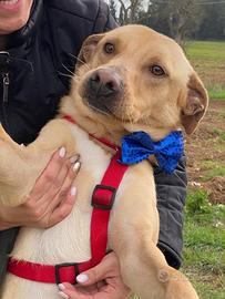 Tuono in canile attende una possibilità