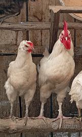 Galline ovaiole nostrane