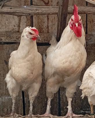 Galline ovaiole nostrane