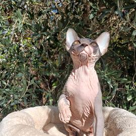 sphynx cucciolo pedigree Anfi 