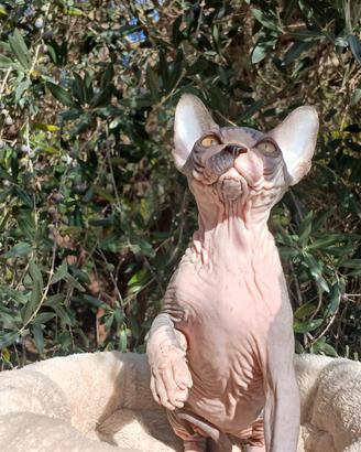sphynx cucciolo pedigree Anfi 