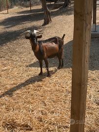 Capra