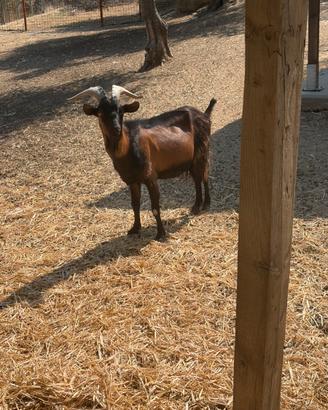 Capra