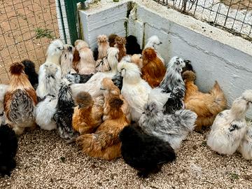 Razze ornamentali di galline