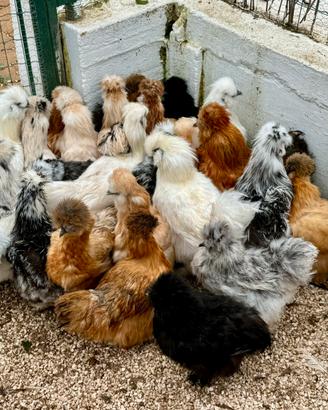 Razze ornamentali di galline