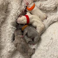 Bulldog francese