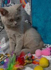 Gattina British shorthair