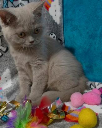 Gattina British shorthair