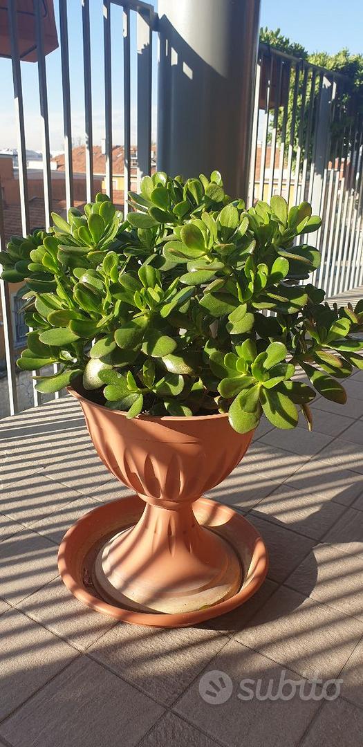 PIANTA GRASSA CRASSULA OVATA (ALBERO DELLA GIADA) - Giardino e Fai da te In  vendita a Milano