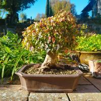 Vari bonsai di 30 anni 