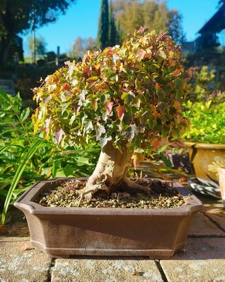 Vari bonsai di 30 anni 