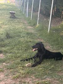 Cucciolo di 6 mesi weimaraner/husku