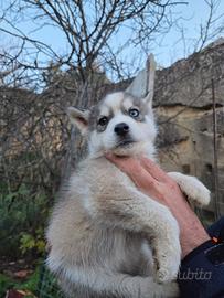Ultimo cucciolo Siberian Husky