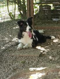 Cucciolotti di Border Collie