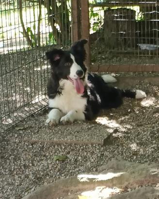 Cucciolotti di Border Collie