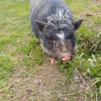 Maialina da affezione