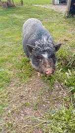 Maialina da affezione