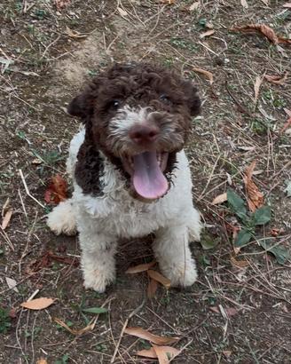 Lagotto Romagnolo