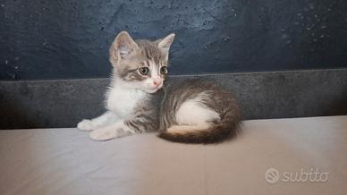 Batuffolino